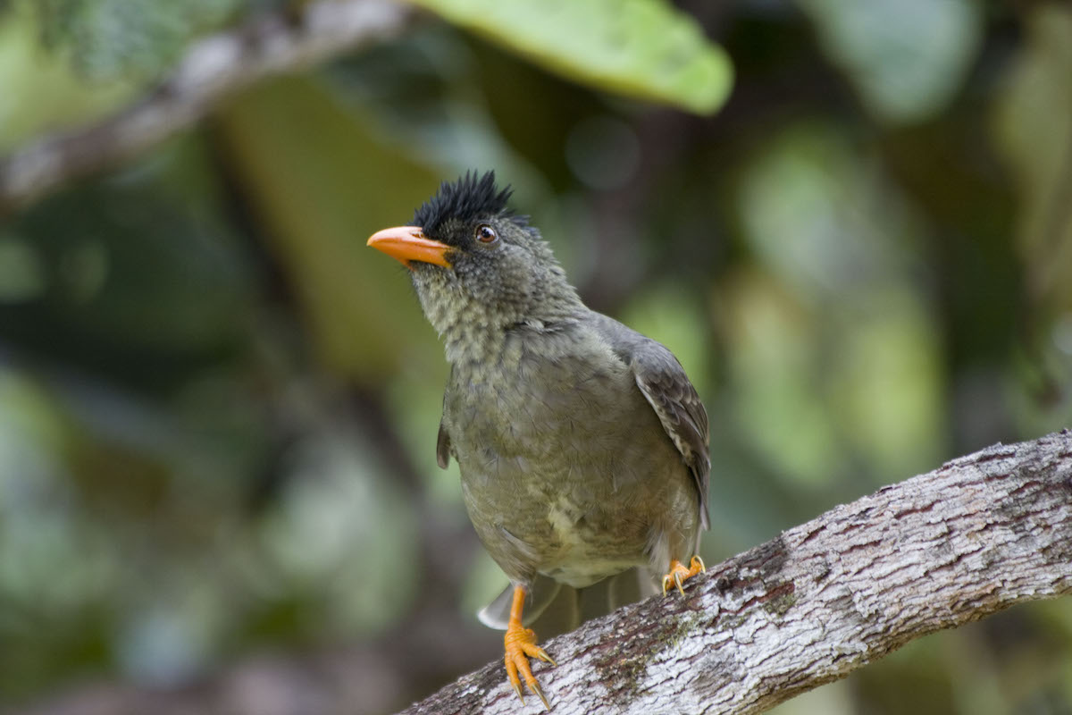 Gallery | Seychelles Islands Foundation (SIF)